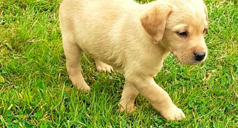 Labrador Puppies for Sale Tipperary