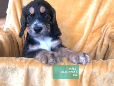 Cocker Spaniel Puppy in Donegal – IKC Registered