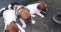Jack Russell pups clare ireland