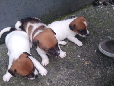 Jack Russell Puppies in Clare – Playful Companions