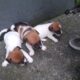Jack Russell pups clare ireland