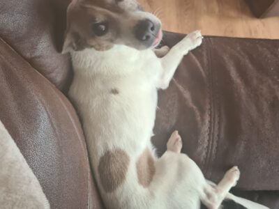 Gentle Jack Russells in Roscommon – Great Family Pets