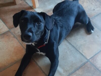 Cocker Spaniel x Jack Russell in Wexford