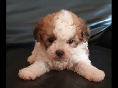Poodle x Shih Tzu Puppies for Sale in Cork