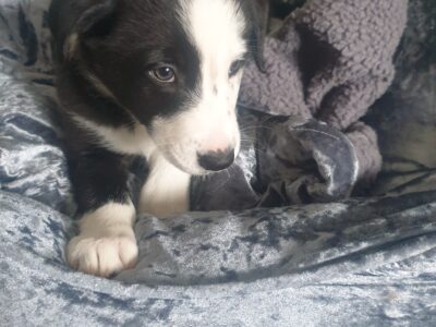 Playful Border Collie Puppies in Kerry