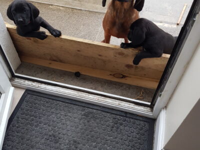 Labrador x Bavarian Puppies in Dromiskin
