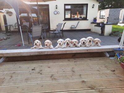 Labrador Puppies for Sale in Westmeath