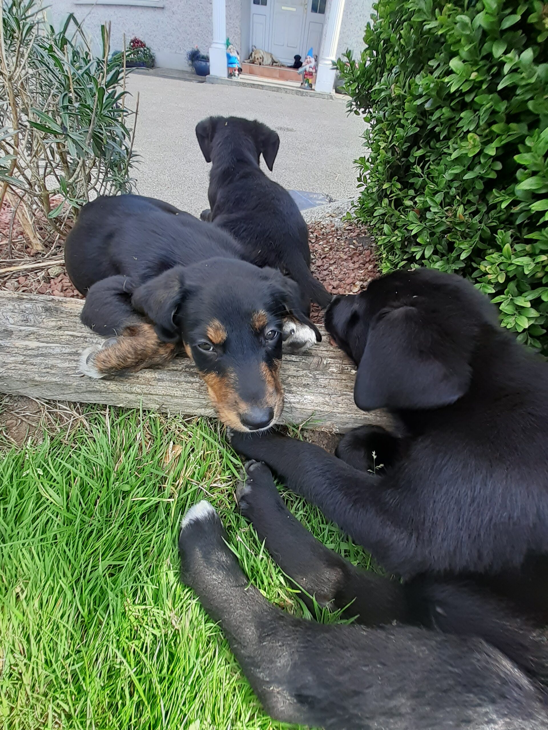 Labrador pups Carlow Ireland Dogs For Sale Ireland