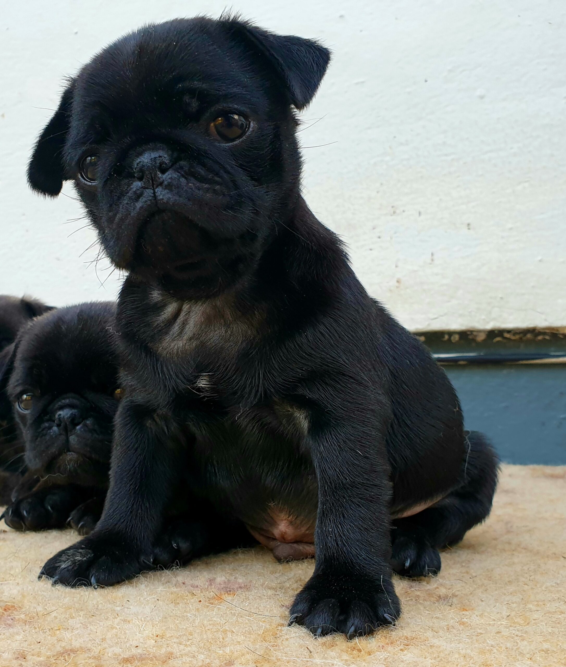 Purebred pug Limerick Ireland - Dogs For Sale Ireland