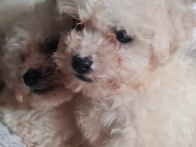Bichon Frise Puppies for Sale in Louth
