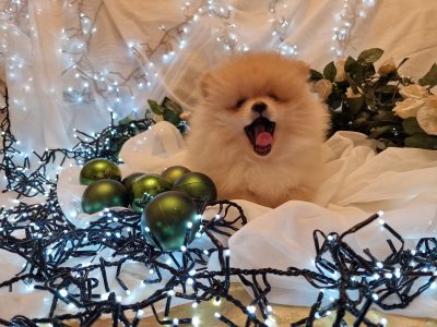 Pomeranian Puppies for Sale in Tullow