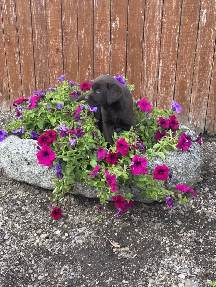 labrador for sale Carlow Ireland Dogs For Sale Ireland