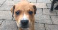 Litter of pups for sale Sligo