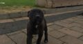 Litter of pups for sale Sligo