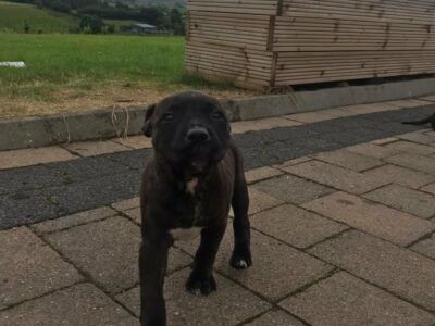 Friendly Pups for Sale in Sligo – IKC Registered