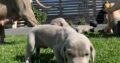 Weimaraner pups for Sale Ireland
