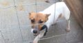 Female jack Russell puppy Tipperary