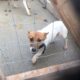 Female jack Russell puppy Tipperary