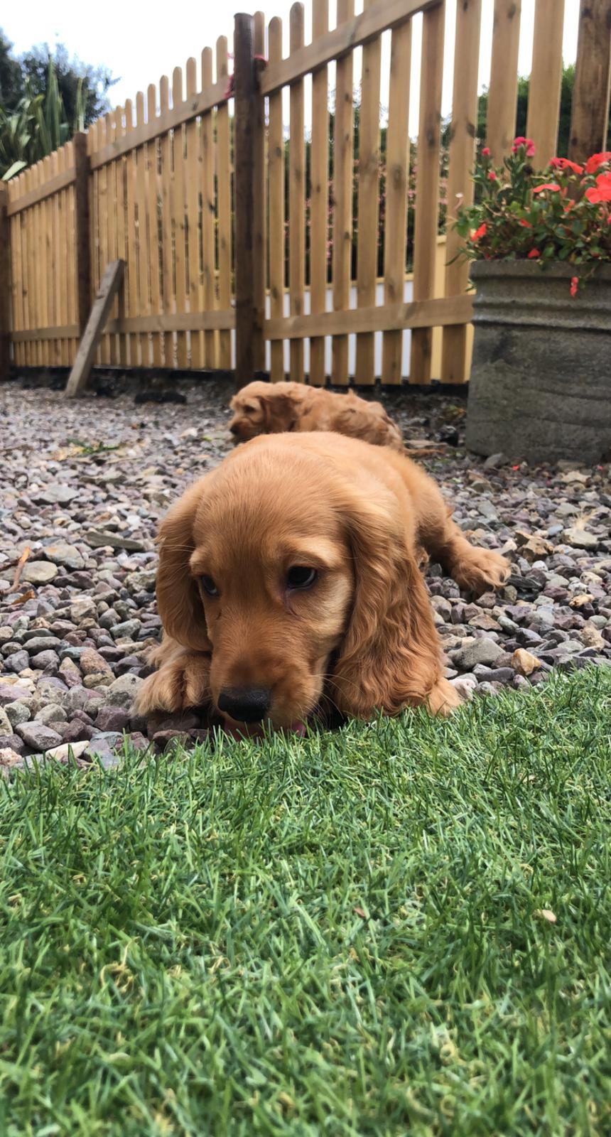 Cockapoo pups for sale cork Dogs For Sale Ireland
