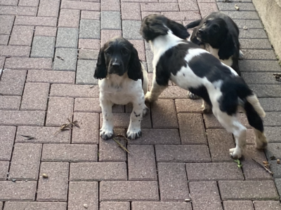 Springer Spaniel Pups for Sale in Dublin