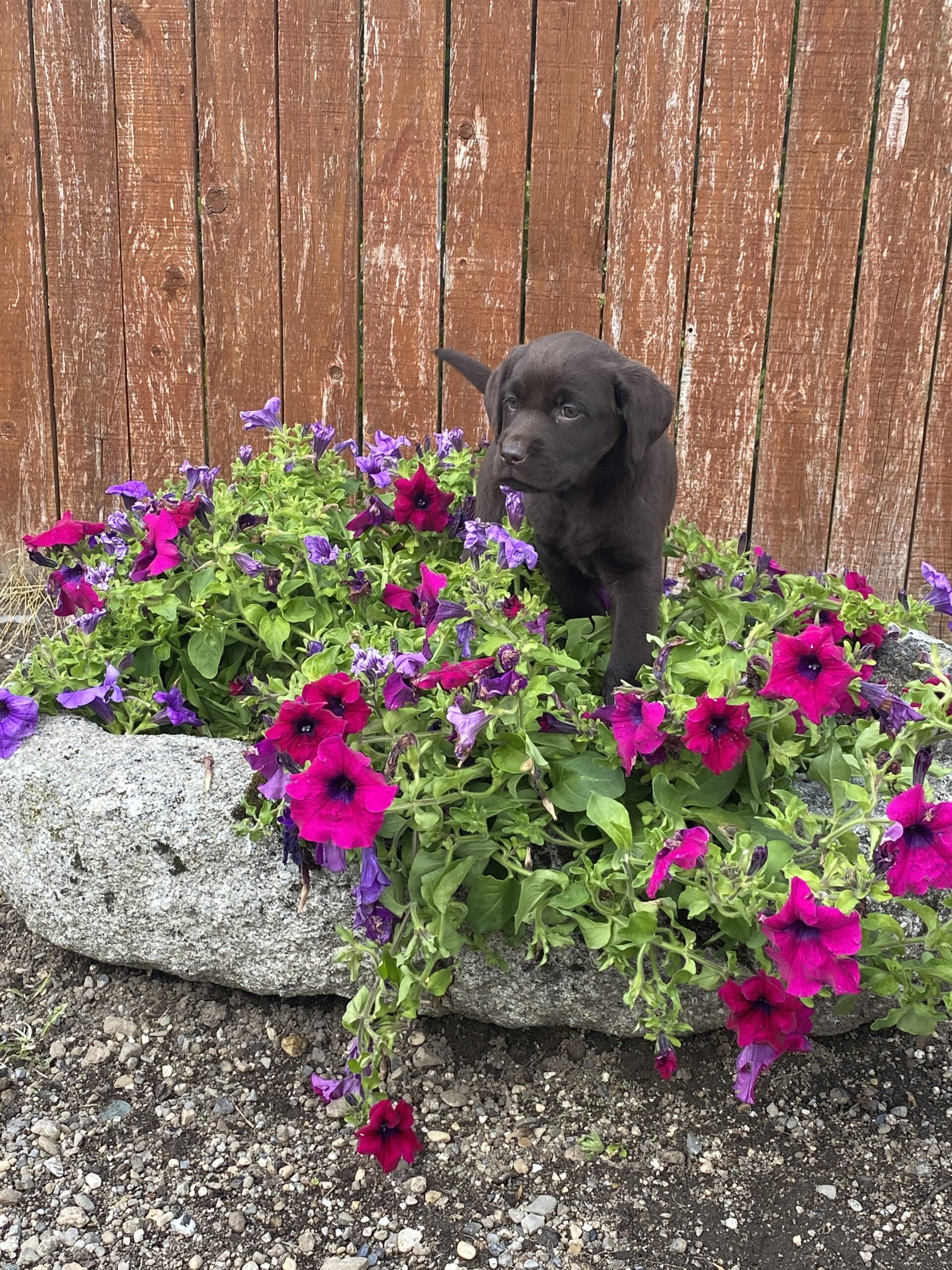 labrador for sale Carlow Ireland Dogs For Sale Ireland