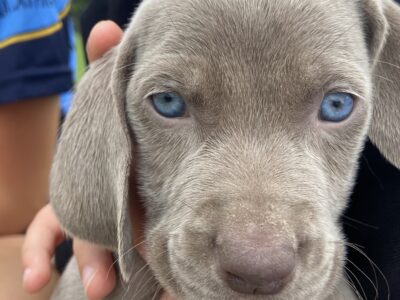 Weimaraner Puppies for Sale in Knocknacarra