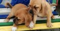 Puggle puppies for sale Carlow