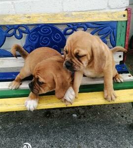 Puggle Puppies for Sale in Carlow – Friendly!