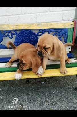 Puggle puppies for sale Carlow