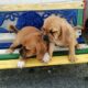 Puggle puppies for sale Carlow