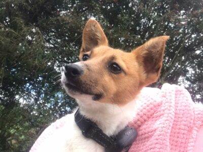 Playful Jack Russell Puppy in Tipperary