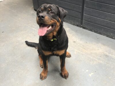 Rottweiler Puppies for Sale in County Kerry