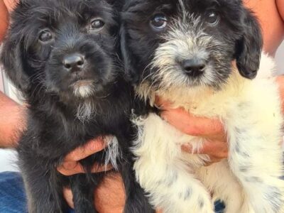 Shihpoo Puppies for Sale in Sligo – Playful & Fun