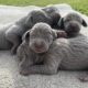 Weimaraner pups for Sale Ireland