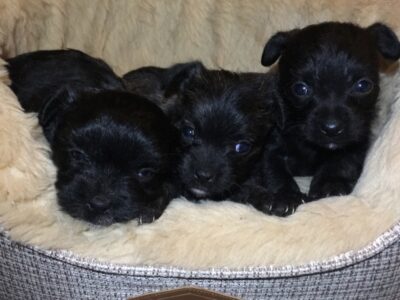 Chihuahua X Yorkie Puppies in Killarney