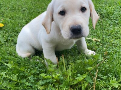 Golden Lab Puppy for Sale in Roscommon