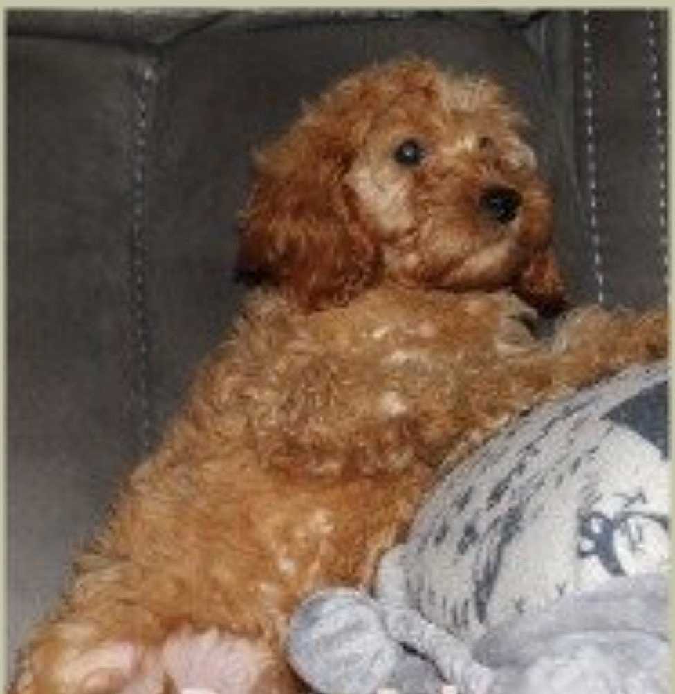 Cockapoo for sale Carlow Ireland Dogs For Sale Ireland