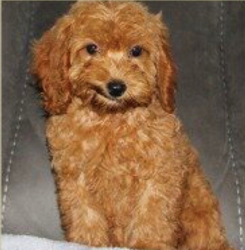 Cockapoo for sale Carlow Ireland Dogs For Sale Ireland