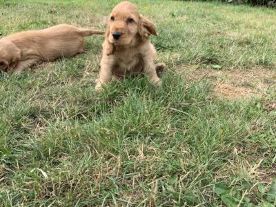 Golden Cocker Spaniel Pups in Monaghan