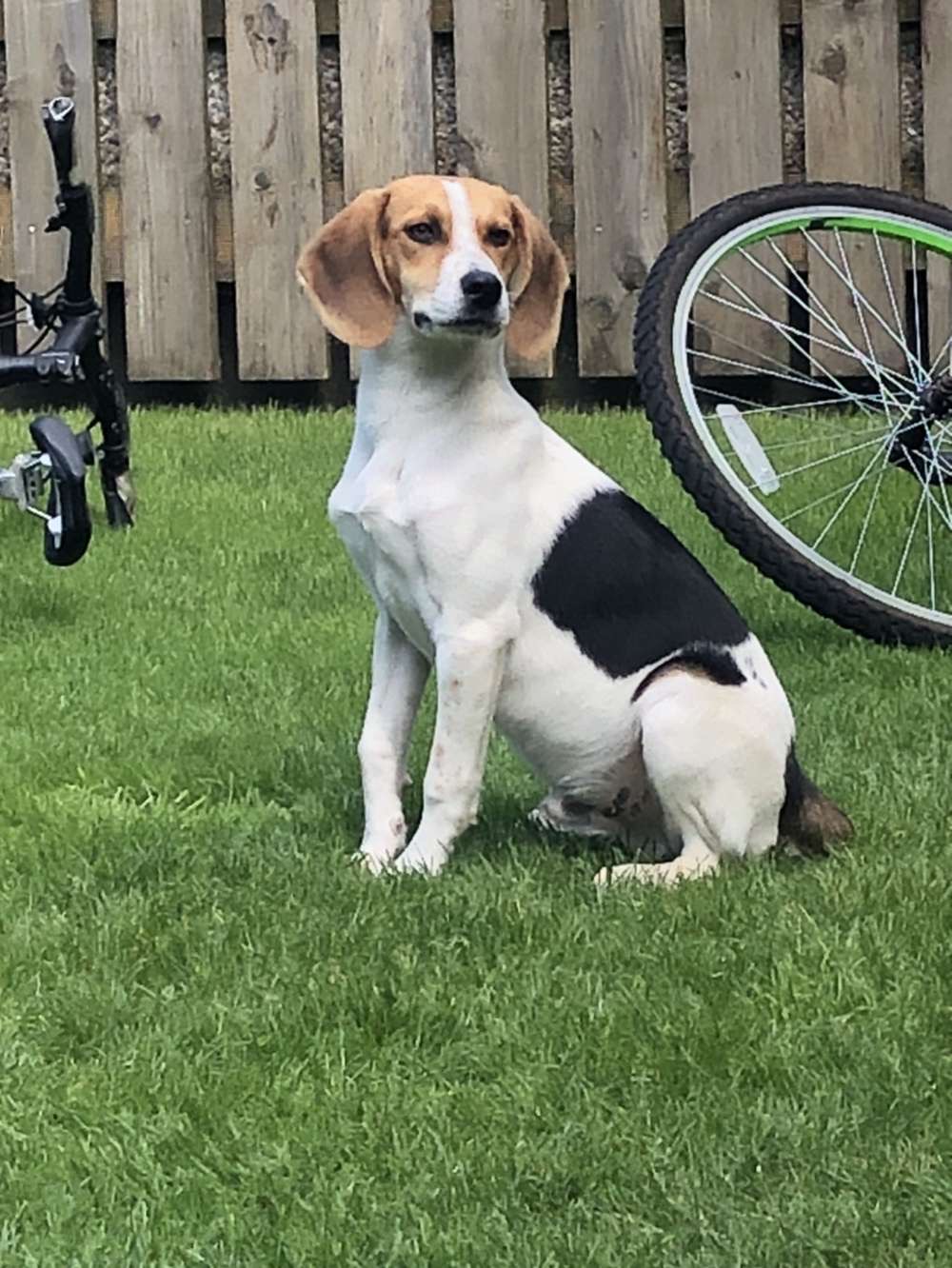 Male Beagle for sale Dublin Dogs For Sale Ireland