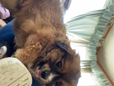 Cavapom Puppy for Sale in Dublin – Active & Loving