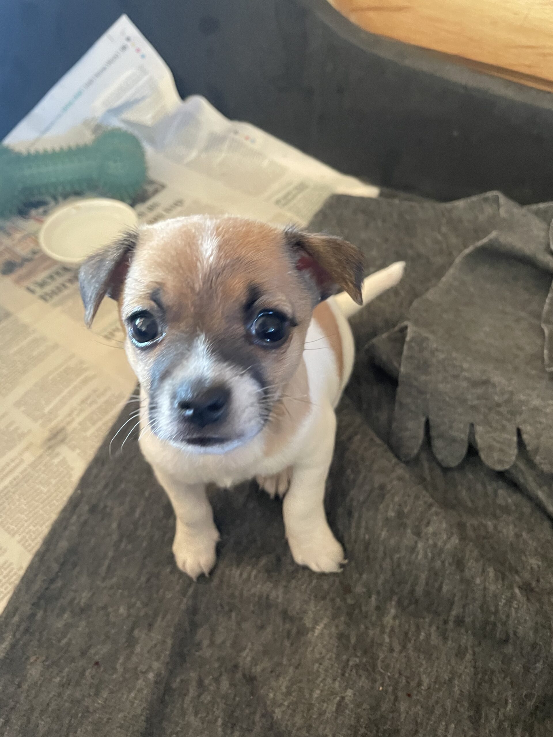 Jack Russell X chihuahua Wexford Dogs For Sale Ireland