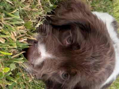 Springer Spaniel Pup in Louth – IKC Registered