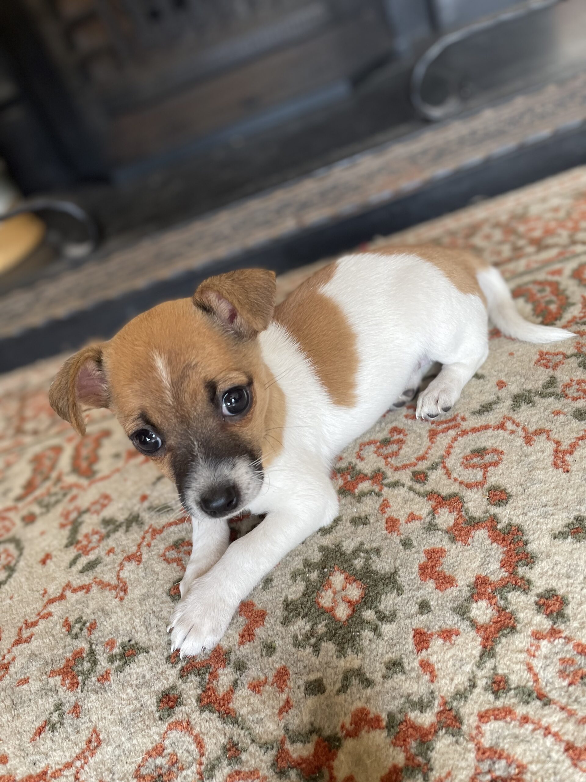 Jack Russell X chihuahua Wexford - Dogs For Sale Ireland