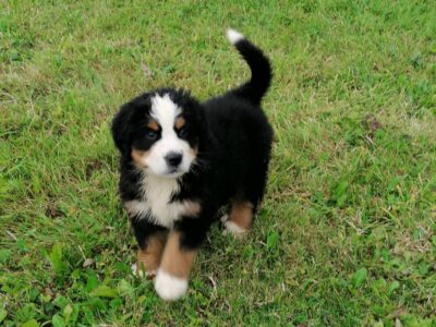 Bernese Mountain Puppies in Carlow