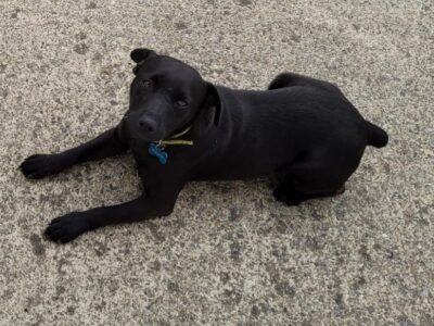 Terrier Cross Puppy for Sale in Ratoath