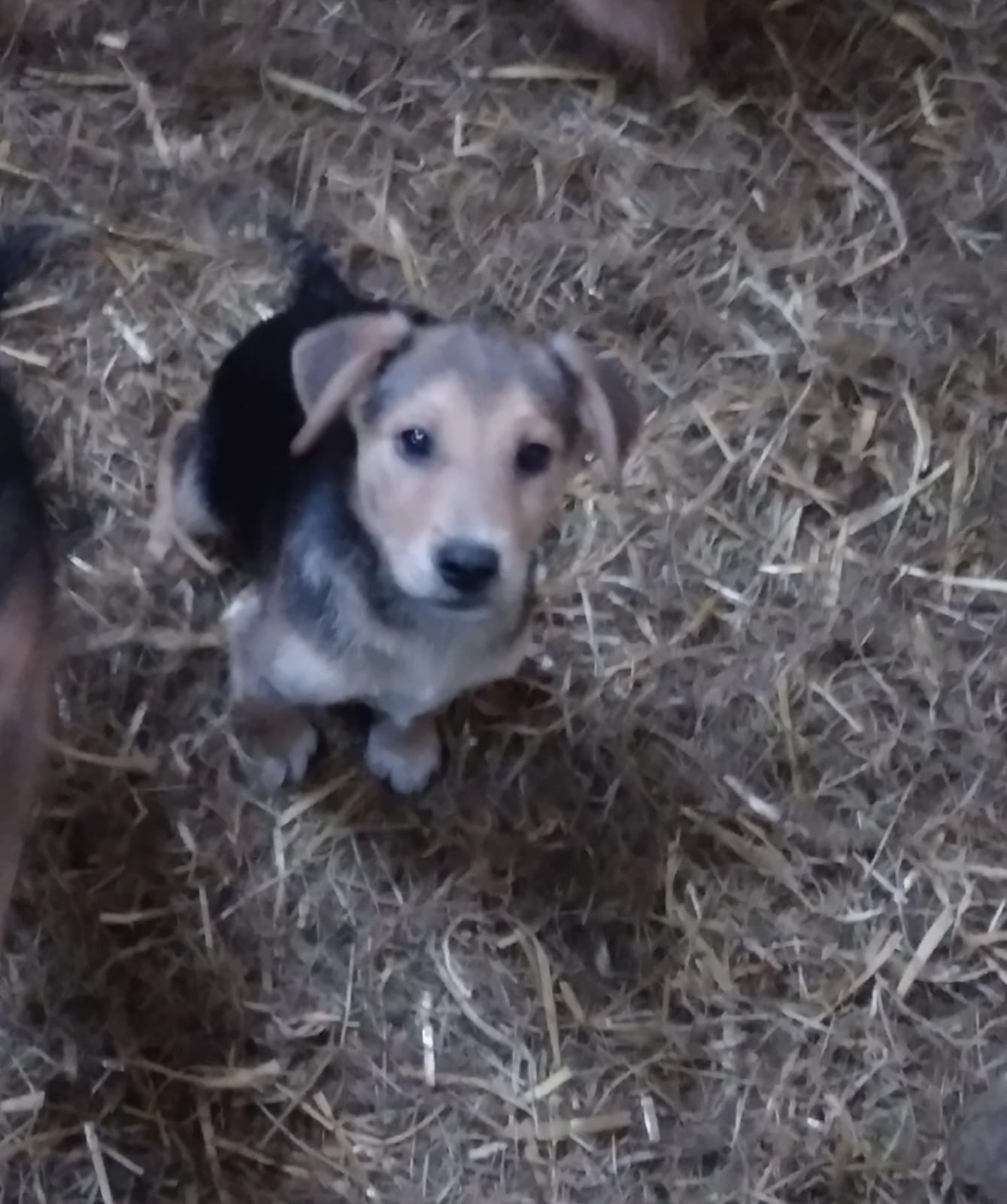 Collie pup Cavan Republic of Ireland Dogs For Sale Ireland