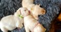 Labrador puppies Westmeath Ireland