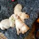 Labrador puppies Westmeath Ireland