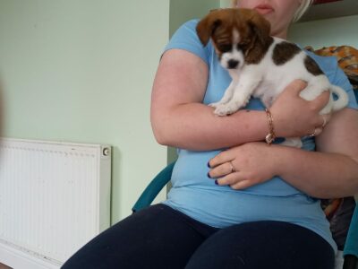 Bichon/Shih Tzu/Pug Puppies in Carrick-On-Shannon